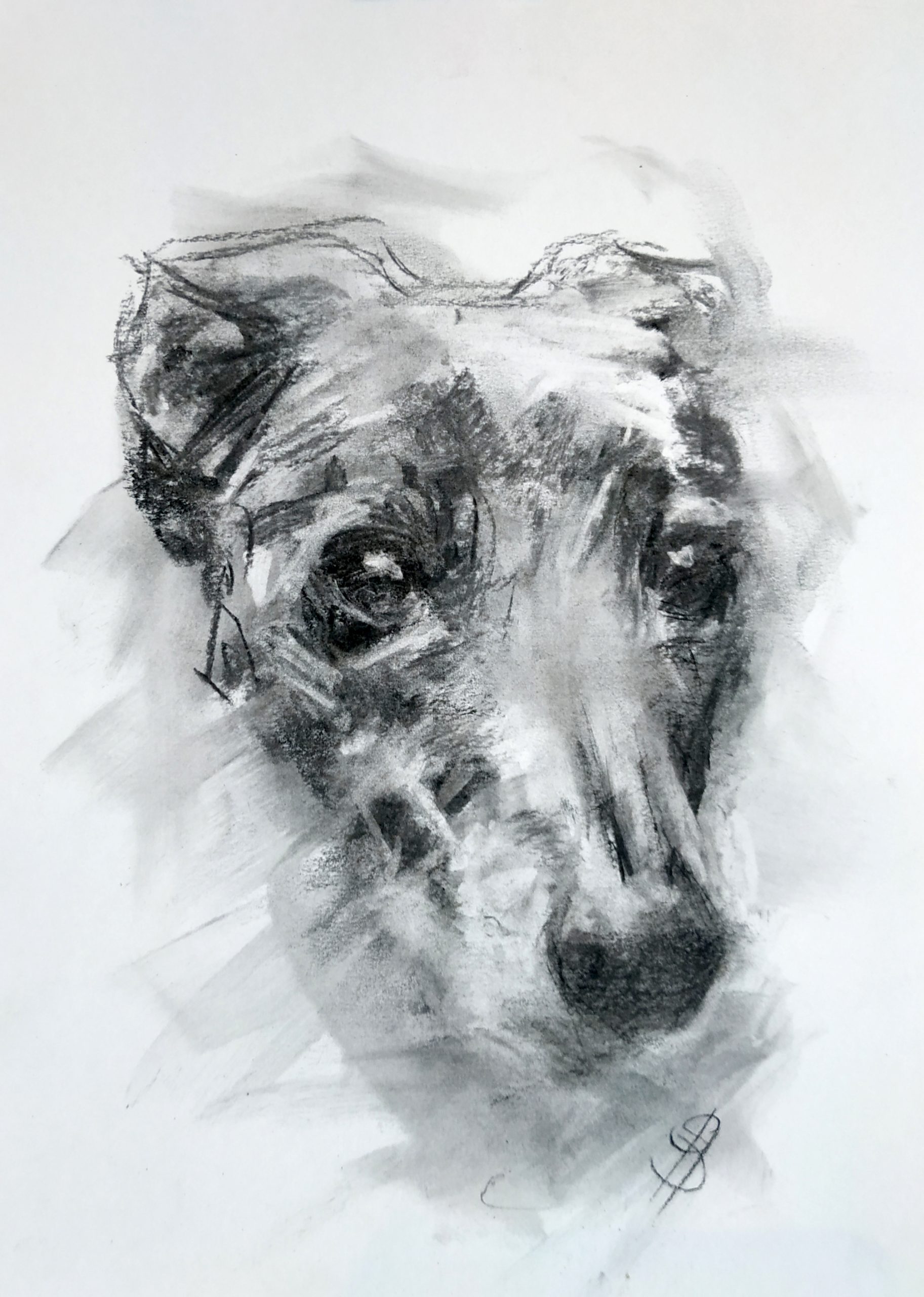 Dog portrait drawing in charcoal by SBBoursot