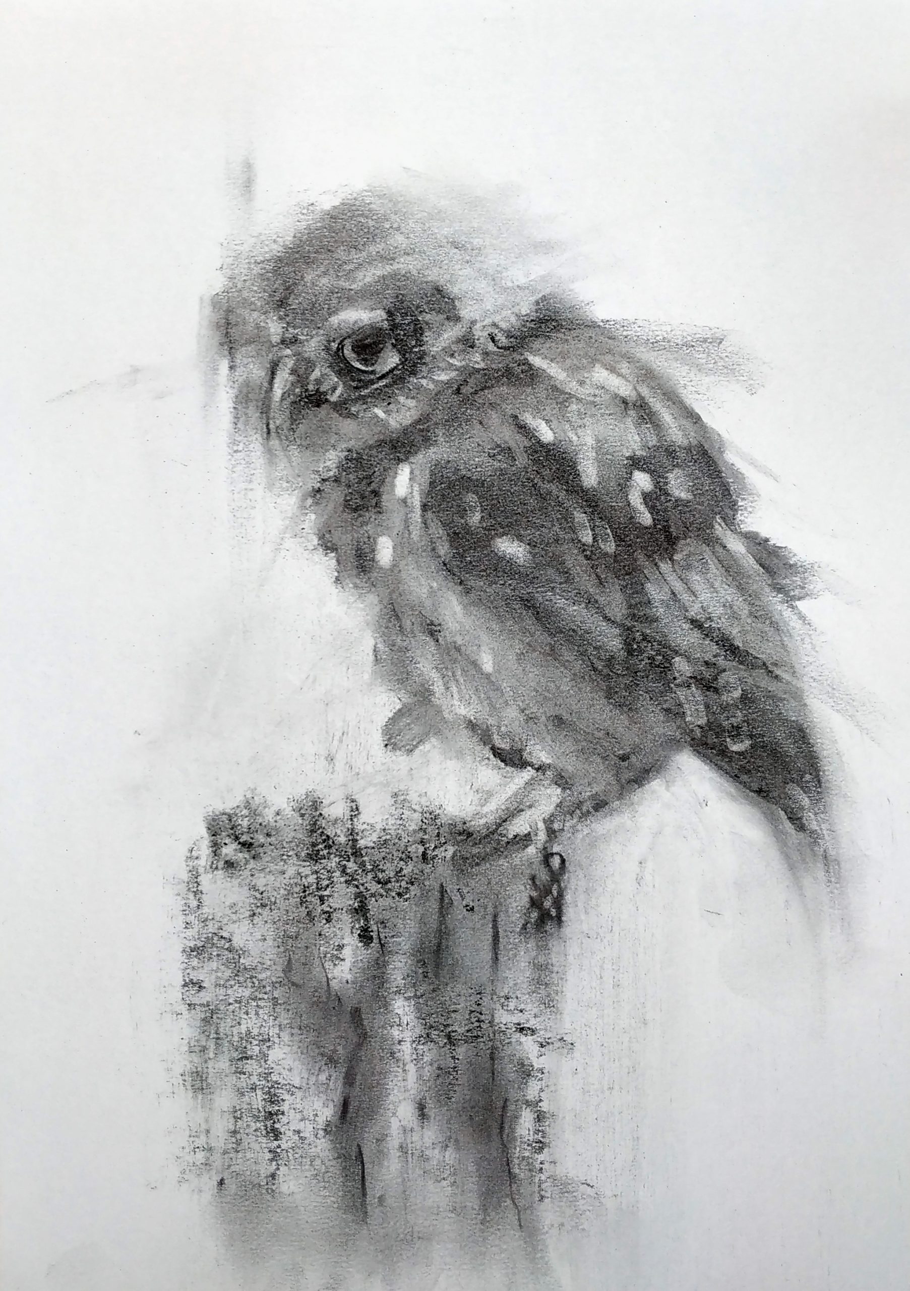 Drawing of owl by SBBoursot